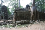 Asia;Camboya;Sudeste_Asiatico;cultura;ritos_y_creencias;religiones;religion;Budismo;monumental_e_historico;monumentos;civilizaciones;Khmer;Jemer;edificios_religiosos;templo;templos;Budista;tropico;zonas_tropicales;templos_Angkor;Ta_Prohm;figuras_en_relieve;relieves;templos_en_selva;templos_cubiertos_por_selva;civilizacion_Jemer;monumentos_en_ruinas;ruinas_arqueologicas