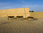 Africa;Mauritania;desierto_del_Sahara;el_Sahel;animales;animales_domesticos;animales_granja;burro;asno;burros;transporte;medios_transporte;transportes_terrestres;animales_tiro;burro_tiro;colores;color;color_dominante;color_dorado;luz_dorada;paises_en_vias_desarrollo;Tercer_Mundo;pobreza