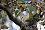 Europa;Espana;Valencia;cultura;museos;Ciudad_artes_y_ciencias;Oceanografico;animales;zoologia;vida_salvaje;oviparos;aves;pajaros;tortola;tortolas;naturaleza_y_medioambiente;medioambiental;parques_tematicos