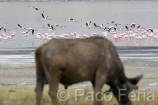 Africa;Kenia;naturaleza_y_medioambiente;medioambiental;reserva_natural;reserva_animales;animales;vida_salvaje;vida_salvaje_Africana;mamiferos;hervivoros;bufalo;bovino;bufalos;bufalo_cafre;syncerus_caffer;oviparos;aves;pajaros;aves_acuaticas;flamenco;flamencos;phoenicopterus;masas_agua;agua;lago;lagos;laguna;lago_Nakuru;volar;volando;parques_nacionales;parque_nacional_del_lago_Nakuru;comer;comiendo;actividad_animal;pastar;pastando