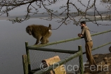 Africa;Kenia;naturaleza_y_medioambiente;medioambiental;reserva_natural;reserva_animales;animales;vida_salvaje;vida_salvaje_Africana;masas_agua;agua;lago;lagos;laguna;lago_Nakuru;mamiferos;primates;mono;monos;simios;babuino;papio_anubis;papion;parques_nacionales;parque_nacional_del_lago_Nakuru;gente;personas;sociedad;turista;turistas;ocio;visitas_turisticas;turistas_en_entornos_naturales;atracciones_turisticas;hombre;hombres