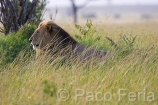 Africa;Kenia;medioambiental;naturaleza_y_medioambiente;reserva_Masai_Mara;reserva_natural;reserva_animales;animales;vida_salvaje;vida_salvaje_Africana;paisajes;paisaje_africano;sabana;planicies;macho;mamiferos;carnivoros;felinos;leon;leones;panthera_leo;acechar;acechando;al_acecho;Masai_Mara