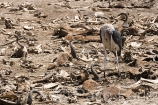 Africa;Kenia;medioambiental;naturaleza_y_medioambiente;reserva_Masai_Mara;reserva_natural;reserva_animales;animales;vida_salvaje;vida_salvaje_Africana;masas_agua;agua;rio;rios;rio_Mara;oviparos;aves;pajaros;aves_rapina;carroneros;marabu;leptoptilos_crumeniferus;animales_muertos;mamiferos;hervivoros;antilope;nu_azul;connochaetes_taurinus;nu;nues;comer;comiendo;Masai_Mara