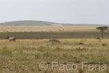 Africa;Kenia;medioambiental;naturaleza_y_medioambiente;reserva_Masai_Mara;reserva_natural;reserva_animales;animales;vida_salvaje;vida_salvaje_Africana;paisajes;paisaje_africano;sabana;planicies;Masai_Mara