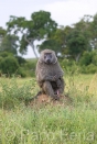 Africa;Kenia;medioambiental;naturaleza_y_medioambiente;reserva_Masai_Mara;reserva_natural;reserva_animales;animales;vida_salvaje;vida_salvaje_Africana;paisajes;paisaje_africano;sabana;planicies;macho;mamiferos;primates;mono;monos;simios;babuino;papio_anubis;papion;Masai_Mara