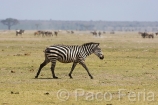 Africa;Kenia;animales;cebra;hervivoros;mamiferos;medioambiental;naturaleza_y_medioambiente;parque_nacional_Amboseli;parques_nacionales;vida_salvaje;vida_salvaje_Africana;reserva_natural;reserva_animales;paisajes;paisaje_africano;sabana;planicies;cebras;equidae