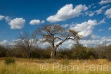 Africa;Kenia;naturaleza_y_medioambiente;medioambiental;bosques;forestal;arbol;arboles;baobab;adansonia;paisajes;paisaje_con_nubes;nubes;puesta_Sol;atardecer;ocaso;colores;color;color_dominante;azul;paisaje_rural