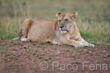 Africa;Kenia;naturaleza_y_medioambiente;medioambiental;animales;vida_salvaje;fauna;vida_salvaje_Africana;mamiferos;carnivoros;felinos;leon;leones;panthera_leo;reserva_natural;reserva_natural_Masai_Mara;Masai_Mara;paisajes;paisaje_africano;sabana;planicies;descansar;descansando;tumbado;hembra;leona;leonas