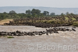 Africa;Kenia;naturaleza_y_medioambiente;medioambiental;animales;vida_salvaje;fauna;vida_salvaje_Africana;mamiferos;hervivoros;antilope;nu_azul;connochaetes_taurinus;nu;nues;la_gran_migracion;reserva_natural;reserva_natural_Masai_Mara;Masai_Mara;masas_agua;agua;rio;rios;rio_Mara;manada;manadas;rebano;caos;caotico;actividad_animal;estampida;cruzando_rio