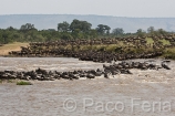 Africa;Kenia;naturaleza_y_medioambiente;medioambiental;animales;vida_salvaje;fauna;vida_salvaje_Africana;mamiferos;hervivoros;antilope;nu_azul;connochaetes_taurinus;nu;nues;la_gran_migracion;reserva_natural;reserva_natural_Masai_Mara;Masai_Mara;masas_agua;agua;rio;rios;rio_Mara;manada;manadas;rebano;caos;caotico;actividad_animal;estampida;cruzando_rio