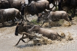 Africa;Kenia;naturaleza_y_medioambiente;medioambiental;animales;vida_salvaje;fauna;vida_salvaje_Africana;mamiferos;hervivoros;antilope;nu_azul;connochaetes_taurinus;nu;nues;la_gran_migracion;reserva_natural;reserva_natural_Masai_Mara;Masai_Mara;masas_agua;agua;rio;rios;rio_Mara;manada;manadas;rebano;actividad_animal;cruzando_rio