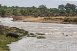 Africa;Kenia;naturaleza_y_medioambiente;medioambiental;animales;vida_salvaje;fauna;vida_salvaje_Africana;mamiferos;hervivoros;antilope;nu_azul;connochaetes_taurinus;nu;nues;la_gran_migracion;reserva_natural;reserva_natural_Masai_Mara;Masai_Mara;masas_agua;agua;rio;rios;rio_Mara;manada;manadas;rebano;actividad_animal;cruzando_rio;hipopotamo;hipopotamos;hippopotamus_amphibius