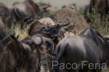 Africa;Kenia;naturaleza_y_medioambiente;medioambiental;animales;vida_salvaje;fauna;vida_salvaje_Africana;mamiferos;hervivoros;antilope;nu_azul;connochaetes_taurinus;nu;nues;la_gran_migracion;reserva_natural;reserva_natural_Masai_Mara;Masai_Mara;comer;comiendo;pastar;pastando;paisajes;paisaje_africano;sabana;planicies;manada;manadas;rebano