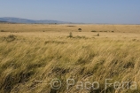 Africa;Kenia;naturaleza_y_medioambiente;medioambiental;reserva_natural;reserva_natural_Masai_Mara;Masai_Mara;paisajes;paisaje_africano;sabana;planicies