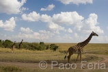 Africa;Kenia;naturaleza_y_medioambiente;medioambiental;animales;vida_salvaje;fauna;vida_salvaje_Africana;reserva_natural;reserva_natural_Masai_Mara;Masai_Mara;mamiferos;hervivoros;jirafa;giraffa_camelopardalis;jirafas