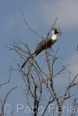 Africa;Kenia;naturaleza_y_medioambiente;medioambiental;animales;vida_salvaje;fauna;vida_salvaje_Africana;reserva_natural;reserva_natural_Masai_Mara;Masai_Mara;oviparos;aves;pajaros