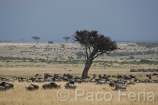 Africa;Kenia;naturaleza_y_medioambiente;medioambiental;animales;vida_salvaje;fauna;vida_salvaje_Africana;reserva_natural;reserva_natural_Masai_Mara;Masai_Mara;comer;comiendo;pastar;pastando;manada;manadas;rebano;plantas;arbol;arboles;acacia;acacias