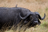 Africa;Kenia;naturaleza_y_medioambiente;medioambiental;animales;vida_salvaje;fauna;vida_salvaje_Africana;mamiferos;hervivoros;bufalo;bovino;bufalos;bufalo_cafre;syncerus_caffer;reserva_natural;reserva_natural_Masai_Mara;Masai_Mara;oviparos;aves;pajaros;picabuey;buphagus_africanus;picabueyes