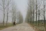 Asia;China;Oriental;Oriente;paisaje_urbano;vias_comunicacion;carretera;gente;personas;sociedad;actividades_sociales;gente_en_bicicleta;transporte;medios_transporte;transporte_terrestre;bicicleta;bicicletas;bici_carro;arboles;naturaleza_y_medioambiente;medioambiental;medio_rural