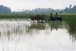 Asia;Camboya;Sudeste_Asiatico;tropico;zonas_tropicales;medio_rural;entorno_rural;campesinos;trabajadores_del_campo;agricultura;trabajo_en_campo;siembra_arroz;animales;zoologia;animales_domesticos;animales_granja;ganaderia;vacas;vacuno;animales_trabajando_en_campo;campos_sembrados;campos_cultivados;arroz;campesinos_trabajando_con_animales;alimentacion;alimentos;nutricion;Campesinos_trabajando_en_campo