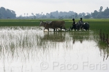 Asia;Camboya;Sudeste_Asiatico;tropico;zonas_tropicales;medio_rural;entorno_rural;campesinos;trabajadores_del_campo;agricultura;trabajo_en_campo;siembra_arroz;animales;zoologia;animales_domesticos;animales_granja;ganaderia;vacas;vacuno;animales_trabajando_en_campo;campos_sembrados;campos_cultivados;arroz;campesinos_trabajando_con_animales;alimentacion;alimentos;nutricion;Campesinos_trabajando_en_campo