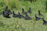 centroamerica_America_Central;animales;zoologia;vida_salvaje;oviparos;aves;pajaros;zopilote;buitres;tropico;zonas_tropicales