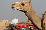 Africa;Egipto;gente;personas;nacionalidad;egipcio;Islam;islamico;musulman;musulmanes;animales;animales_domesticos;camello;entorno_urbano;tiendas_y_comercios;mercado;mercadillo;mercados;Mercado_camellos