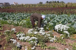 Africa;Egipto;gente;personas;nacionalidad;egipcio;Islam;islamico;musulman;musulmanes;ocupacion;trabajo;trabajando;actividades_sociales;gente_trabajando;trabajadores;gente_en_medio_rural;campesinos;Delta_del_rio_Nilo