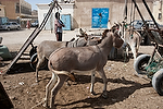 Africa;Mauritania;desierto_del_Sahara;el_Sahel;animales;animales_domesticos;animales_granja;burro;asno;burros;transporte;medios_transporte;transportes_terrestres;animales_tiro;burro_tiro;paises_en_vias_desarrollo;Tercer_Mundo;pobreza;caminar;andar;caminando;gente;personas;sociedad;jovenes;joven;adolescentes;inmigrantes;subsaharianos;raza_negra;negro;entorno_urbano;tiendas_y_comercios;mercado;mercadillo;mercados