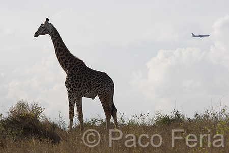 Parque_nacional_Nairobi;medioambiental;naturaleza_y_medioambiente;parques_nacionales;reserva_natural;reserva_animales;animales;vida_salvaje;vida_salvaje_Africana;mamiferos;hervivoros;jirafa;transporte;medios_transporte;transporte_aereo;avion;aviones;avion_volando;climatologia;clima;cielo;nubes_blancas;cumulos;Africa;Kenia