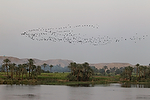 Africa;Egipto;naturaleza_y_medioambiente;medioambiental;masas_agua;agua;rio;rios;rio_Nilo;animales;aves;pajaros;volar;volando;bandada_aves;paisajes;puesta_Sol;atardecer;ocaso;gente;personas;actividades_sociales;gente_pescando;pesca;pescadores;Vistas_Rio_Nilo_entre_Asuan_y_Luxor