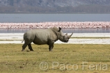 Africa;Kenia;naturaleza_y_medioambiente;medioambiental;reserva_natural;reserva_animales;animales;vida_salvaje;vida_salvaje_Africana;oviparos;aves;pajaros;aves_acuaticas;flamenco;flamencos;phoenicopterus;masas_agua;agua;lago;lagos;laguna;lago_Nakuru;mamiferos;hervivoros;rinocerontes;rinoceronte_blanco;ceratotherium_simum;parques_nacionales;parque_nacional_del_lago_Nakuru