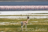 Africa;Kenia;naturaleza_y_medioambiente;medioambiental;reserva_natural;reserva_animales;animales;vida_salvaje;vida_salvaje_Africana;mamiferos;hervivoros;antilope;gacela;gacelas;oviparos;aves;pajaros;aves_acuaticas;flamenco;flamencos;phoenicopterus;masas_agua;agua;lago;lagos;laguna;lago_Nakuru;parques_nacionales;parque_nacional_del_lago_Nakuru;gacela_Grant;gazella_granti