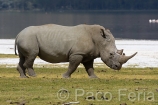 Africa;Kenia;naturaleza_y_medioambiente;medioambiental;reserva_natural;reserva_animales;animales;vida_salvaje;vida_salvaje_Africana;masas_agua;agua;lago;lagos;laguna;lago_Nakuru;mamiferos;hervivoros;rinocerontes;rinoceronte_blanco;ceratotherium_simum;parques_nacionales;parque_nacional_del_lago_Nakuru