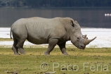 Africa;Kenia;naturaleza_y_medioambiente;medioambiental;reserva_natural;reserva_animales;animales;vida_salvaje;vida_salvaje_Africana;masas_agua;agua;lago;lagos;laguna;lago_Nakuru;mamiferos;hervivoros;rinocerontes;rinoceronte_blanco;ceratotherium_simum;parques_nacionales;parque_nacional_del_lago_Nakuru