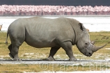 Africa;Kenia;naturaleza_y_medioambiente;medioambiental;reserva_natural;reserva_animales;animales;vida_salvaje;vida_salvaje_Africana;oviparos;aves;pajaros;aves_acuaticas;flamenco;flamencos;phoenicopterus;masas_agua;agua;lago;lagos;laguna;lago_Nakuru;mamiferos;hervivoros;rinocerontes;rinoceronte_blanco;ceratotherium_simum;parques_nacionales;parque_nacional_del_lago_Nakuru