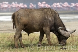 Africa;Kenia;naturaleza_y_medioambiente;medioambiental;reserva_natural;reserva_animales;animales;vida_salvaje;vida_salvaje_Africana;mamiferos;hervivoros;bufalo;bovino;bufalos;bufalo_cafre;syncerus_caffer;oviparos;aves;pajaros;aves_acuaticas;flamenco;flamencos;phoenicopterus;masas_agua;agua;lago;lagos;laguna;lago_Nakuru;parques_nacionales;parque_nacional_del_lago_Nakuru