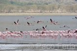 Africa;Kenia;naturaleza_y_medioambiente;medioambiental;reserva_natural;reserva_animales;animales;vida_salvaje;vida_salvaje_Africana;oviparos;aves;pajaros;aves_acuaticas;flamenco;flamencos;phoenicopterus;masas_agua;agua;lago;lagos;laguna;lago_Nakuru;volar;volando;parques_nacionales;parque_nacional_del_lago_Nakuru