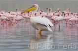 Africa;Kenia;naturaleza_y_medioambiente;medioambiental;reserva_natural;reserva_animales;animales;vida_salvaje;vida_salvaje_Africana;oviparos;aves;pajaros;aves_acuaticas;flamenco;flamencos;phoenicopterus;masas_agua;agua;lago;lagos;laguna;lago_Nakuru;pelicano;pelecanus;pelicanos;parques_nacionales;parque_nacional_del_lago_Nakuru