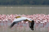 Africa;Kenia;naturaleza_y_medioambiente;medioambiental;reserva_natural;reserva_animales;animales;vida_salvaje;vida_salvaje_Africana;oviparos;aves;pajaros;aves_acuaticas;flamenco;flamencos;phoenicopterus;masas_agua;agua;lago;lagos;laguna;lago_Nakuru;pelicano;pelecanus;pelicanos;volar;volando;parques_nacionales;parque_nacional_del_lago_Nakuru