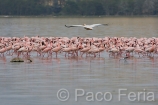 Africa;Kenia;naturaleza_y_medioambiente;medioambiental;reserva_natural;reserva_animales;animales;vida_salvaje;vida_salvaje_Africana;oviparos;aves;pajaros;aves_acuaticas;flamenco;flamencos;phoenicopterus;masas_agua;agua;lago;lagos;laguna;lago_Nakuru;pelicano;pelecanus;pelicanos;volar;volando;parques_nacionales;parque_nacional_del_lago_Nakuru