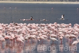 Africa;Kenia;naturaleza_y_medioambiente;medioambiental;reserva_natural;reserva_animales;animales;vida_salvaje;vida_salvaje_Africana;oviparos;aves;pajaros;aves_acuaticas;flamenco;flamencos;phoenicopterus;masas_agua;agua;lago;lagos;laguna;lago_Nakuru;volar;volando;parques_nacionales;parque_nacional_del_lago_Nakuru