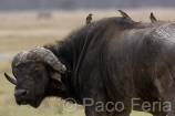 Africa;Kenia;naturaleza_y_medioambiente;medioambiental;reserva_natural;reserva_animales;animales;vida_salvaje;vida_salvaje_Africana;paisajes;paisaje_africano;sabana;planicies;mamiferos;hervivoros;bufalo;bovino;bufalos;bufalo_cafre;syncerus_caffer;macho;parques_nacionales;parque_nacional_del_lago_Nakuru;oviparos;aves;pajaros;picabuey;buphagus_africanus;picabueyes