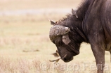 Africa;Kenia;naturaleza_y_medioambiente;medioambiental;reserva_natural;reserva_animales;animales;vida_salvaje;vida_salvaje_Africana;paisajes;paisaje_africano;sabana;planicies;mamiferos;hervivoros;bufalo;bovino;bufalos;bufalo_cafre;syncerus_caffer;macho;parques_nacionales;parque_nacional_del_lago_Nakuru;oviparos;aves;pajaros;picabuey;buphagus_africanus;picabueyes