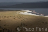 Africa;Kenia;naturaleza_y_medioambiente;medioambiental;reserva_natural;reserva_animales;animales;vida_salvaje;vida_salvaje_Africana;oviparos;aves;pajaros;aves_acuaticas;flamenco;flamencos;phoenicopterus;masas_agua;agua;lago;lagos;laguna;lago_Nakuru;parques_nacionales;parque_nacional_del_lago_Nakuru;vista_aerea