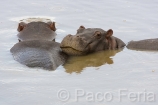 Africa;Kenia;medioambiental;naturaleza_y_medioambiente;reserva_Masai_Mara;reserva_natural;reserva_animales;animales;vida_salvaje;vida_salvaje_Africana;mamiferos;hervivoros;hipopotamo;hipopotamos;hippopotamus_amphibius;masas_agua;agua;rio;rios;rio_Mara;Masai_Mara