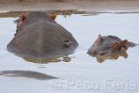 Africa;Kenia;medioambiental;naturaleza_y_medioambiente;reserva_Masai_Mara;reserva_natural;reserva_animales;animales;vida_salvaje;vida_salvaje_Africana;mamiferos;hervivoros;hipopotamo;hipopotamos;hippopotamus_amphibius;masas_agua;agua;rio;rios;rio_Mara;oviparos;aves;pajaros;Masai_Mara