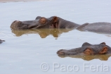 Africa;Kenia;medioambiental;naturaleza_y_medioambiente;reserva_Masai_Mara;reserva_natural;reserva_animales;animales;vida_salvaje;vida_salvaje_Africana;mamiferos;hervivoros;hipopotamo;hipopotamos;hippopotamus_amphibius;masas_agua;agua;rio;rios;rio_Mara;Masai_Mara