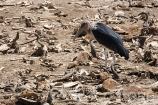 Africa;Kenia;medioambiental;naturaleza_y_medioambiente;reserva_Masai_Mara;reserva_natural;reserva_animales;animales;vida_salvaje;vida_salvaje_Africana;masas_agua;agua;rio;rios;rio_Mara;oviparos;aves;pajaros;aves_rapina;carroneros;marabu;leptoptilos_crumeniferus;animales_muertos;mamiferos;hervivoros;antilope;nu_azul;connochaetes_taurinus;nu;nues;comer;comiendo;Masai_Mara