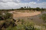 Africa;Kenia;medioambiental;naturaleza_y_medioambiente;reserva_Masai_Mara;reserva_natural;reserva_animales;animales;vida_salvaje;vida_salvaje_Africana;mamiferos;hervivoros;hipopotamo;hipopotamos;hippopotamus_amphibius;masas_agua;agua;rio;rios;rio_Mara;Masai_Mara